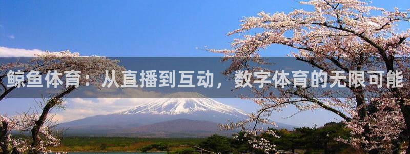 919nba直播看球观看：鲸鱼体育：从直播到互动，数字体育的无限可能